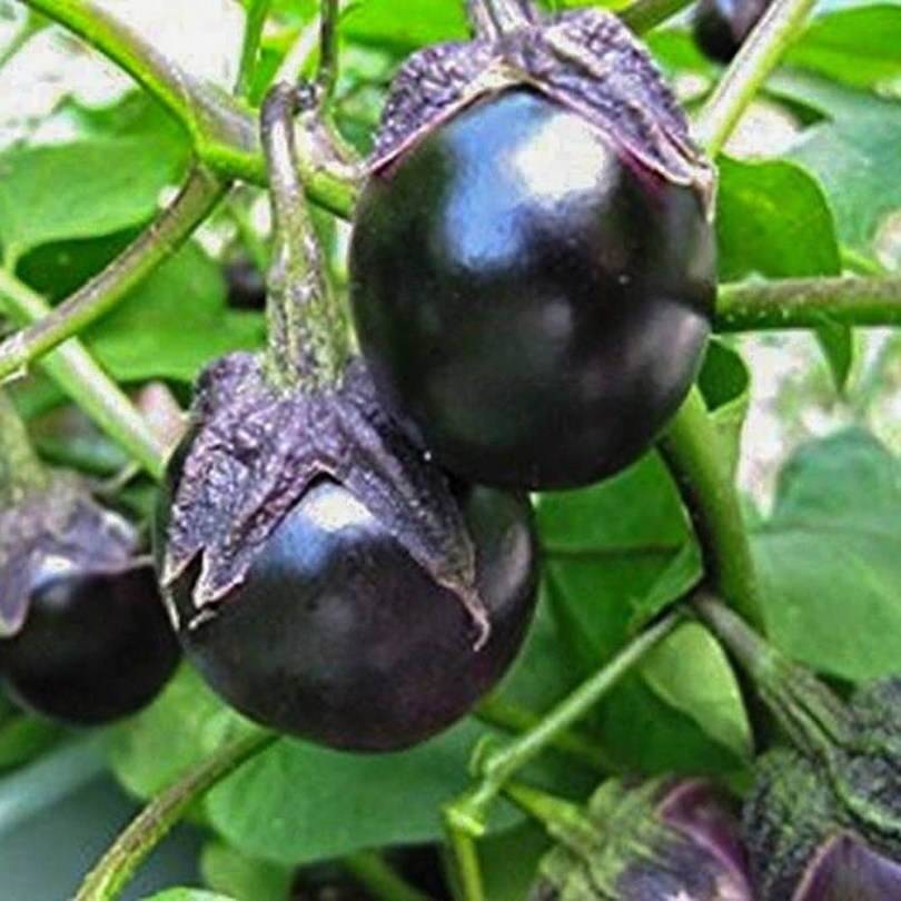 Dewako One Bite padlizsán - Japán savanyítani való, Solanum melongena, padlizsán